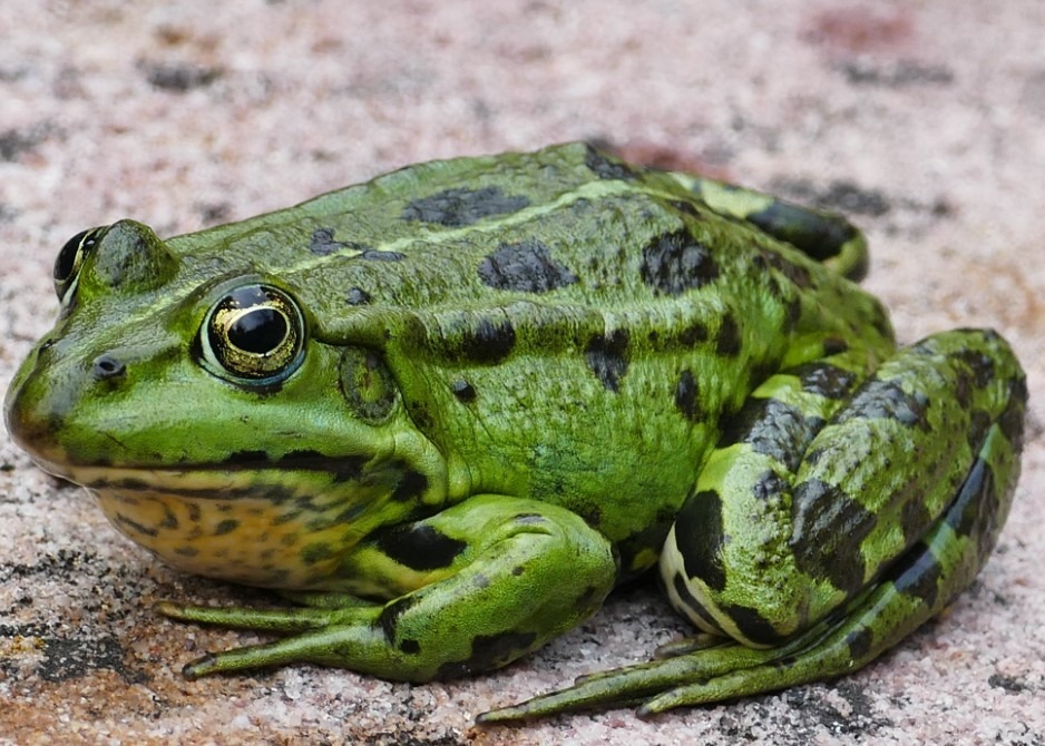 porcelanowa żaba